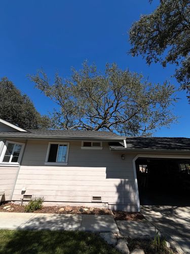 Tree Removal for A1 Junk & Tree Solutions, LLC in Paso Robles, CA