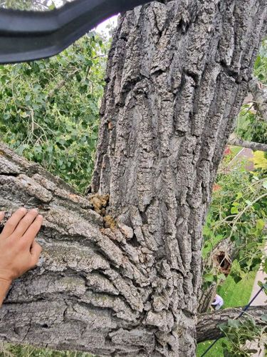 Tree Removal for Elevated Tree Care in Gillette, WY