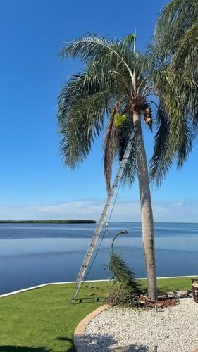 Tree Removal for Ryker's Tree Service in Dunedin, FL