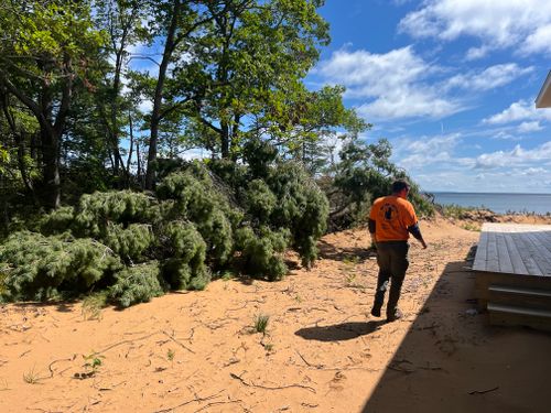 Tree Removal for J&Q Tree Service in Paradise, MI