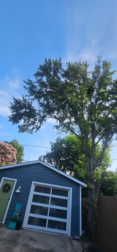  for Servin's Tree Care  in Houston, TX