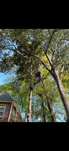 Tree Removal for E&T Outdoor Pros in LaGrange, GA