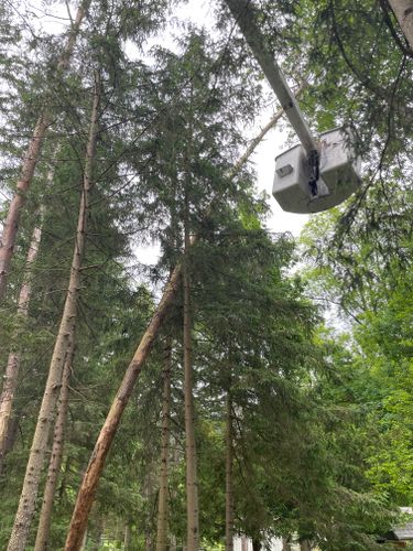 Tree Removal for Benjamin & Sons in Elmira, NY