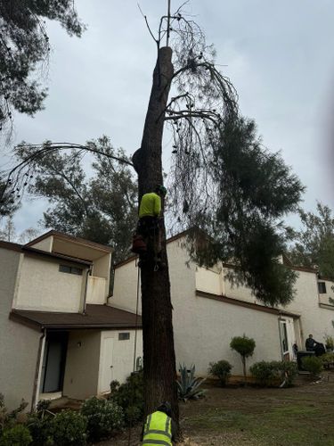 Tree Services for The Tree Fairy in Julian, CA