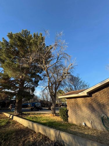 Other Lawn Services for Lion In The Tree Trimming Service in Big Spring, TX