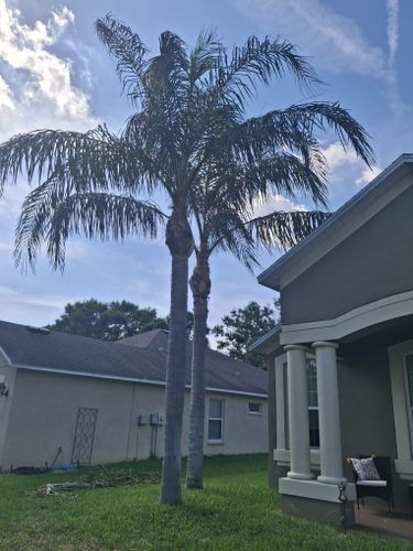 Palm Tree Installation for Tezna Landscaping, Trees & Pavers in Valrico, FL