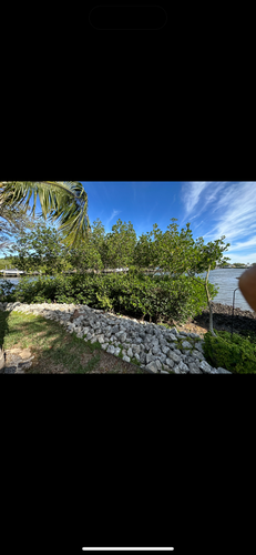Mangrove Trimming for MX Trees LLC in Englewood, FL
