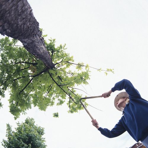  for Tree-B-Gone in Appleton, WI