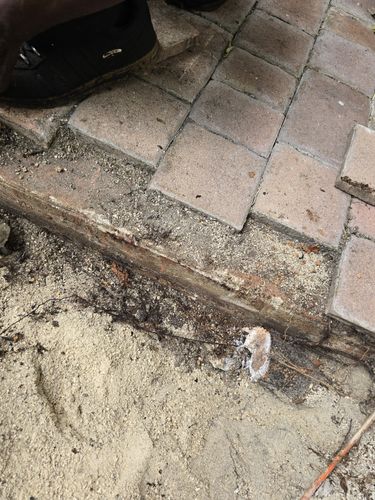 Root Pruning for Bridgewater Arbor Care LLC in Jupiter, FL