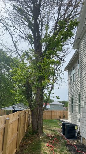 All Photos for Gray's Tree Service  in Shenandoah County, VA