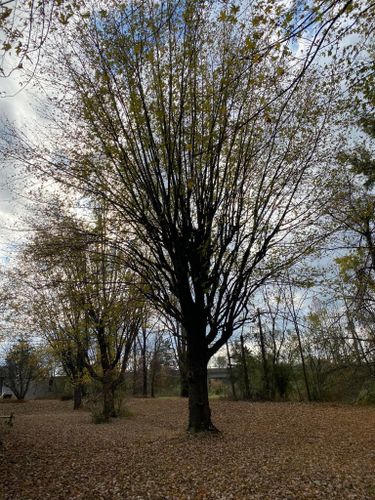 Fall and Spring Clean Up for Atwood’s Tree Care in Liberty,  KY