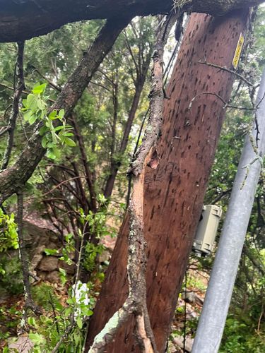  for Camerons Stump Grinding & Tree Services in Austin, TX