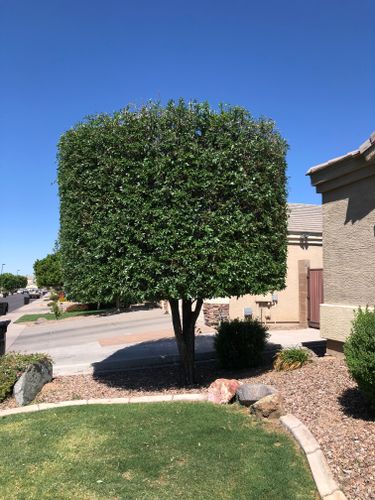 Fall Clean Up for Revolution Landscape Construction in Mesa, AZ