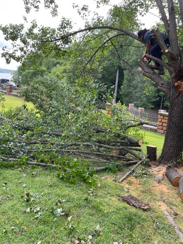 Tree Removal for Rosales Landscaping LLC in Lake Gaston, North Carolina