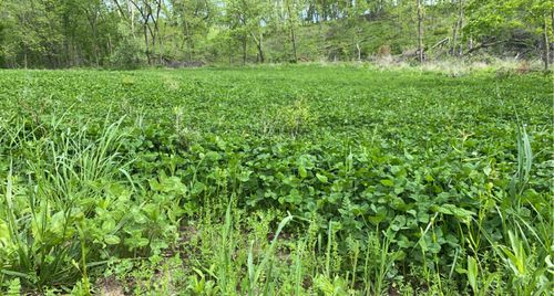 Food Plot Maintenance for Two Young Bucks in Leon, IA