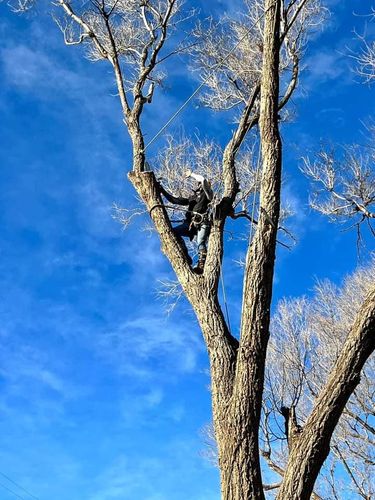 Tree Removal for Tree2Tree Tree Service in Sherman, Texas