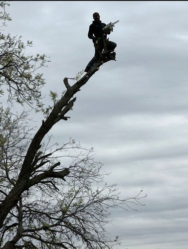 Tree Trimming for Superior Lawn and Tree LLC in Clifton, TX