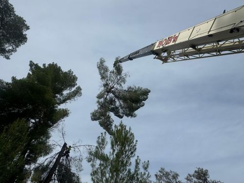 Tree Services for The Tree Fairy in Julian, CA