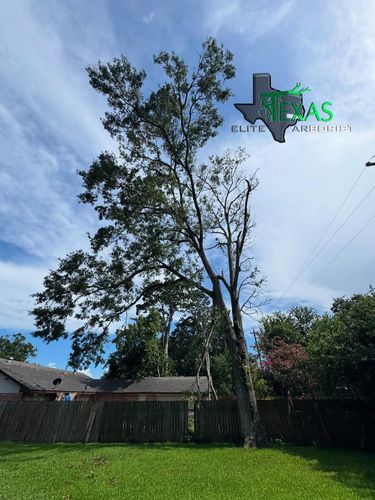  for Texas Elite Arborist in Houston, TX