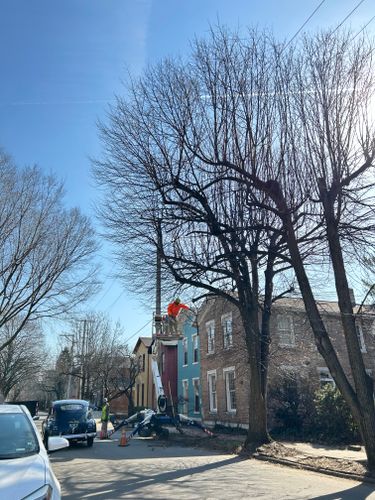 All Photos for Pro Tree Trim & Removal, Llc in Dayton, OH