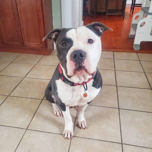  for Good Boys LLC in Irondequoit, NY