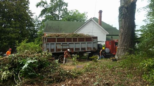 Tree Trimming for D&S Tree and Demolition Services in Laurens, SC