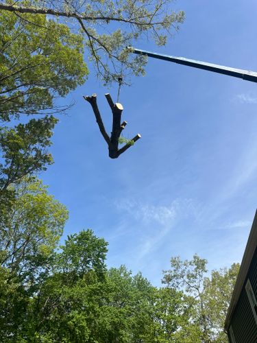 Tree Removal for DIAZ TREE in Stafford, VA