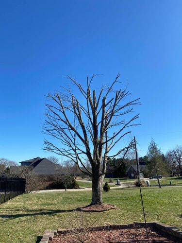 Fall and Spring Clean Up for Atwood’s Tree Care in Liberty,  KY