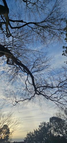  for Servin's Tree Care  in Houston, TX