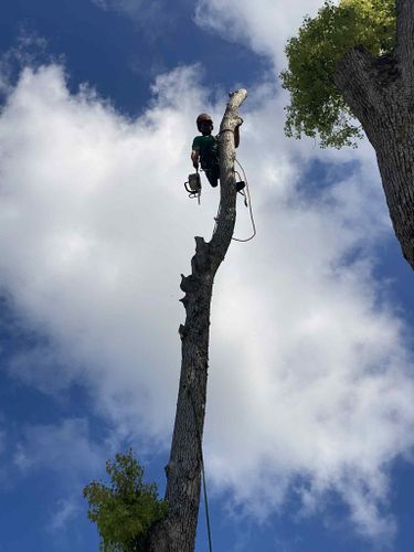 All Photos for Warners Tree Solutions in Live Oak, FL