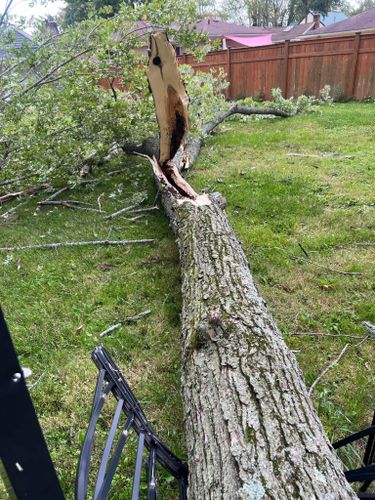 Emergency Tree Removal for Down To Earth Tree Service, LLC in Olmsted Falls, OH