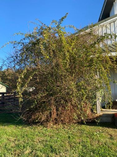 Fall and Spring Clean Up for Atwood’s Tree Care in Liberty,  KY