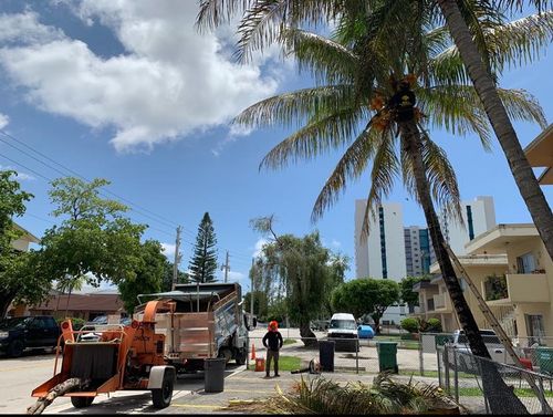 Tree Trimming for Sam's Tree Service in Miami Beach,  FL