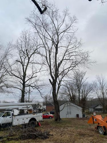 All Photos for Atwood’s Tree Care in Liberty,  KY