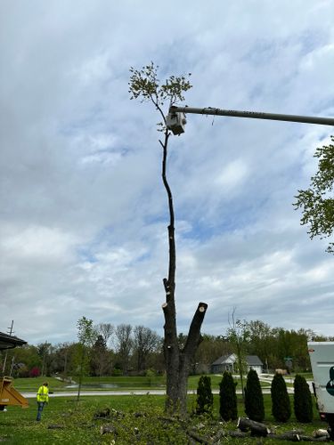 Tree & Stump Grinding Removal for Torres Lawn & Landscaping in Valparaiso, IN