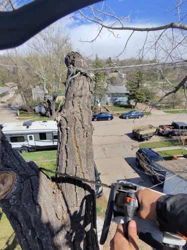  for Elevated Tree Care in Gillette, WY