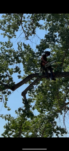 Tree Removal for Elevated Tree Care in Gillette, WY