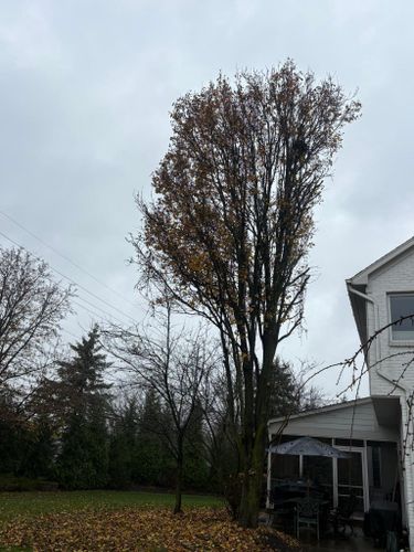  for Dig-It Tree Company in Mason, OH