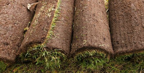Sod Replacement & Installation for MJK Landscaping LLC in Wesley Chapel, FL