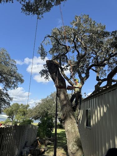 Tree Removal for Braun Tree Service in Cameron, TX