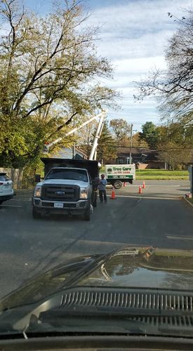 Tree Removal for W D Giampa Lawns and Landscape Inc. in Manassas, VA