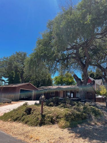 Tree Trimming for A1 Junk & Tree Solutions, LLC in Paso Robles, CA