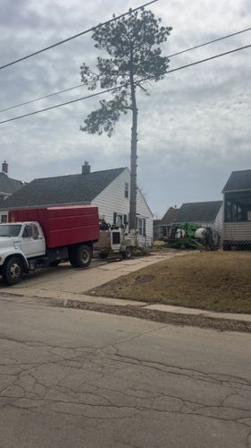 Tree Removal for Fransen's Tree Service  in Freeport, IL