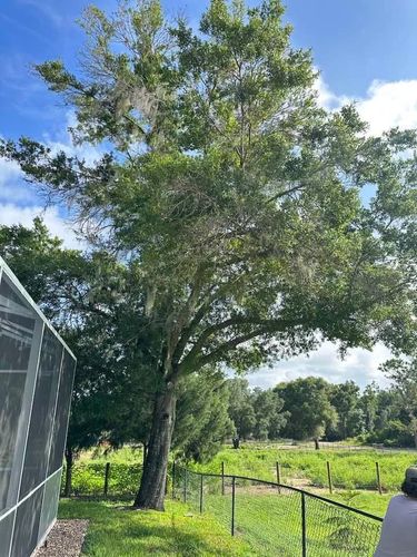 Tree Removal for A-1 Arbor Tech in Groveland, FL