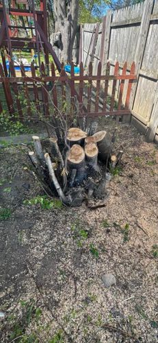 Stump Removal for Jills Stump Grinding and Firewood in Shelton, CT
