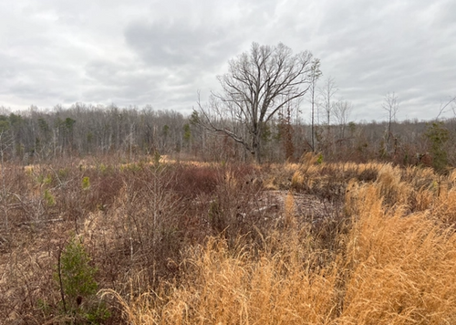  for Cedar Point Land Management in Richmond, VA