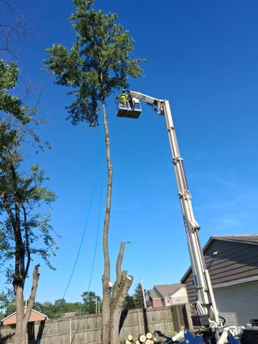 All Photos for Pro Tree Trim & Removal, Llc in Dayton, OH