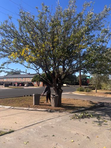 Tree & Shrub Care for Marple Services in Amarillo, TX