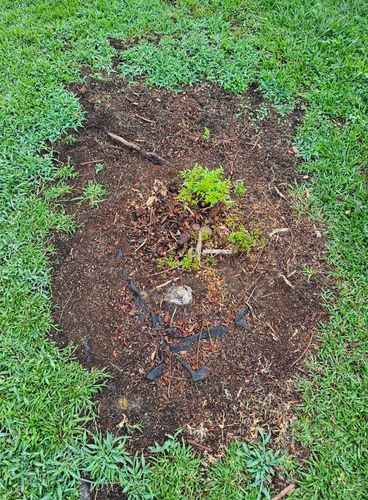 Stump Grinding for Anchor & Grind Stump in Chesapeake, VA