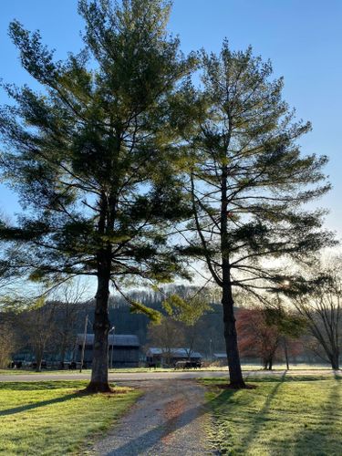 Fall and Spring Clean Up for Atwood’s Tree Care in Liberty,  KY